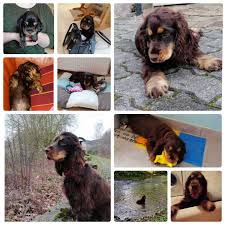Angestellt, chef, hunde hamster haferflocken. Cocker Spaniel Vom Eichsfeld Unsere Welpen Im Neuen Heim
