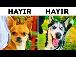Cocuklu Aileler Icin Tehlikeli 10 Kopek Cinsi Youtube Kopek Kopek Turleri Doberman