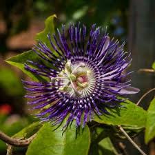 Krishna Kamal Why Is Passion Flower Named After The God Blog Nurserylive Com Gardening In India Flower Names Kamal Flower Passion Flower