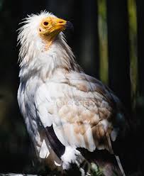 It is widely distributed from the iberian peninsula and north africa to india. Beautiful Egyptian Vulture Sitting In Cage On Sunny Day In Zoo Blurred Background Wonderful Stock Photo 236728848