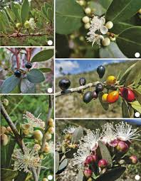 Image result for Myrtaceae