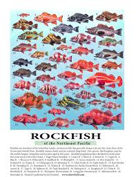 386 Rockfish Mini Poster