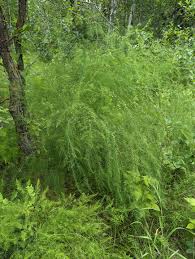 Found Wild Asparagus! : r/foraging