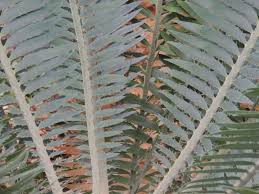 Image result for Encephalartos munchii