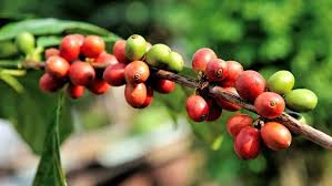 Directly applying coffee grounds to indoor plant coffee grounds are a very useful source of nutrients that indoor plants can use effectively, and a very cost effective fertilizer. Where Do Coffee Beans Come From