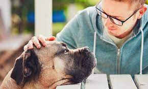 Coping With Losing A Pet - Helpguide.org