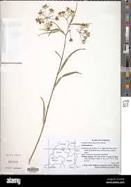 Image result for Marsdenia cynanchoides