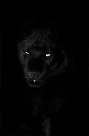 Black Pantha Buyuk Kediler Siyah Panter Hayvan