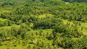 Hutan hujan tropika adalah hutan yang mempunyai pokok pokok yang tinggi cuaca yang panas dan kadar hujan yang tinggi. Gambar Indah Pokok Kelapa Di Hutan Hujan Tropika Bohol Filipina Gambar Unduh Gratis Imej 500648837 Format Jpg My Lovepik Com