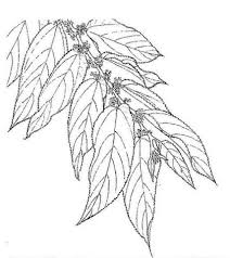 Image result for Trema orientale