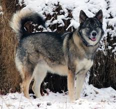 But towards the end of the 1800s, captain max von stephanitz, a german cavalry officer, set out to develop an ideal herder. Malamute German Shepherd Mix For Sale