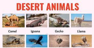 Desert Animals List Of 35 Best Animals That Live In The Desert With Esl Picture Esl Forums