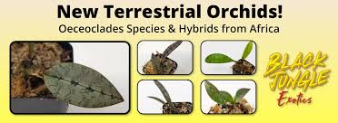 Image result for Oeceoclades decaryana