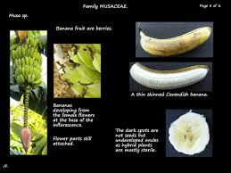 Image result for Musaceae