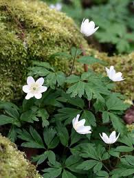 Wood Anemones And Moss Woodland Flowers Forest Flowers Botanical Flowers
