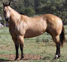 5, 28, 41, 73, 94, 104, 120, 135, 155, and 169! Buckskin Qh Stud Horses Quarter Horse Aqha Horses