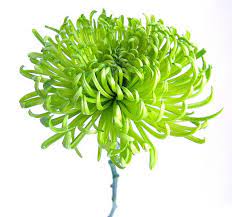 Pin On Flowers