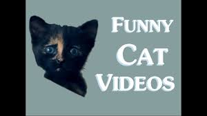 Funny Cat Videos Clean New 2014 Funny Clean Cat Video Cats For Kids Funny Cats Youtube