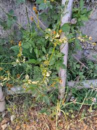 Image result for Oxyanthus goetzei