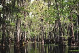 Game reviews movie reviews tv reviews. New Orleans Film Society Hosts An Em Eve S Bayou Em Reunion Where Y At