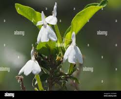 Image result for Rhinacanthus zambesiacus