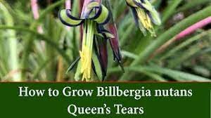 It's been my favorite for as long as i can remember, though, so i'm glad. How To Grow Queen S Tears Or Friendship Plant Billbergia Nutans Youtube