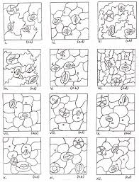 Image result for Chlorophytum stenopetalum