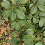 Image result for Elaeodendron croceum