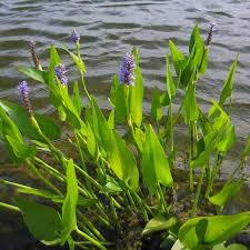 Image result for Pontederia