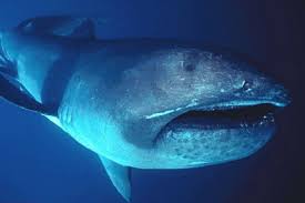 Spike, or chest spike if you go by its full name stethacanthus, is easily startled and that often means a fin full of poisonous spikes if. 10 Weirdest Sharks In The World And Top 5 Weirdest Extinct Sharks Sharkwater Extinction