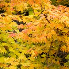 See full list on thetreecenter.com How To Select The Right Japanese Maple