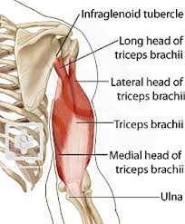 In the arm and shoulder, there are so many important muscles that allow you to move your upper limb. Muscles Of The Shoulder Arm Shoulderdoc