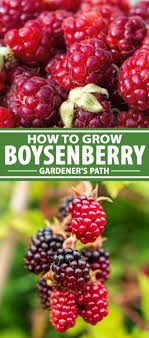 Maybe you would like to learn more about one of these? How To Grow Boysenberries Gardener S Path