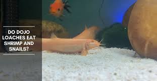 13 Peaceful Types Of Loaches For Aquarium & Pond