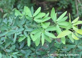 Image result for Pithecellobium dulce