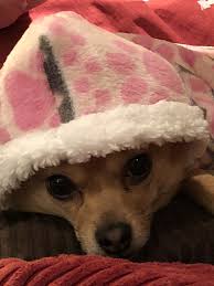 Chihuahua puppies for sale in austin, tx. Merle Chihuahua Puppies For Sale Uk Bmo Show