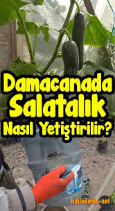 Damacanada Salatalik Nasil Yetistirilir Hallederiz Net Gardening Blog Dream Garden Vertical Garden