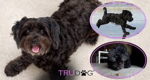 ultimate guide to caring for my schnoodle trudog