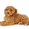 Five beautiful cocker spaniel pups for sale!!!!! Https Encrypted Tbn0 Gstatic Com Images Q Tbn And9gcsaeekrfosu7jpevdujxlzpy9p9h5hhzdsgw4rjbx8znyvv3xiu Usqp Cau