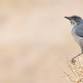 Bird Walk at Tellbrook Park event in Las Cruces, NM