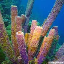 Getting The Best Out Of Scuba Diving Bonaire Dive O Clock