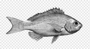 Ikan nila memiliki tekstur daging yang mirip seperti ikan mujair dan ikan mas. Ikan Kakap Merah Utara Produk Ikan Nila Barramundi Bertengger Lainnya Putih Makanan Laut Lain Lain Png Pngwing