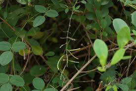 Image result for Desmodium scorpiurus
