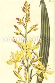 Image result for Wachendorfia