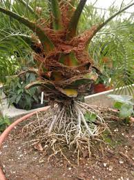 Gibson Fibrous Root Systems Vs Tap Root Systems Home And Hearth Pinalcentral Com