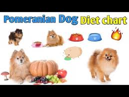 Pomeranian Dog Diet Chart In Hindi Pomeranian Dog Diet