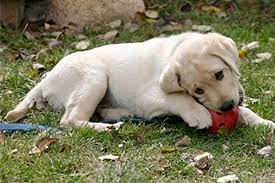 Through our training and raising puppies we often have started dogs for sale. Heatherdowns Labradors Ltd