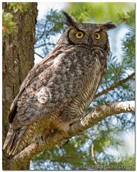 Alberta S Bird Is The Great Horned Owl Owl Eyes Pet Birds Great Horned Owl