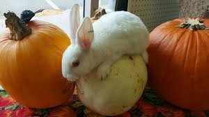 Best Pets Ltd Your Full Line Pet Store Animal Rescue