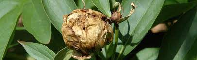 Once phytophthora blight infects your vegetables, plant damage is irreversible. Botrytis Blight On Peonies And Roses Melinda Myers